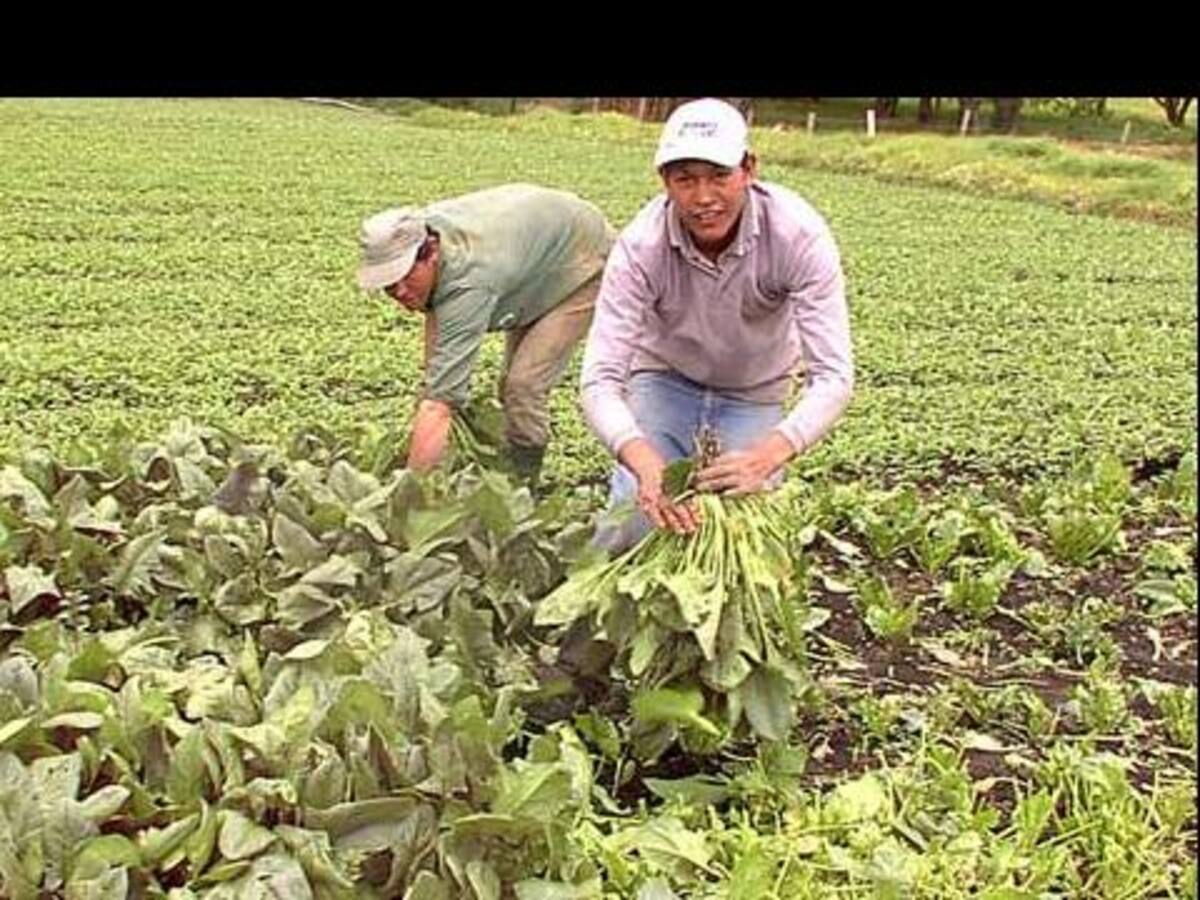 Banco Agrario ha beneficiado a más de 43.000 hogares