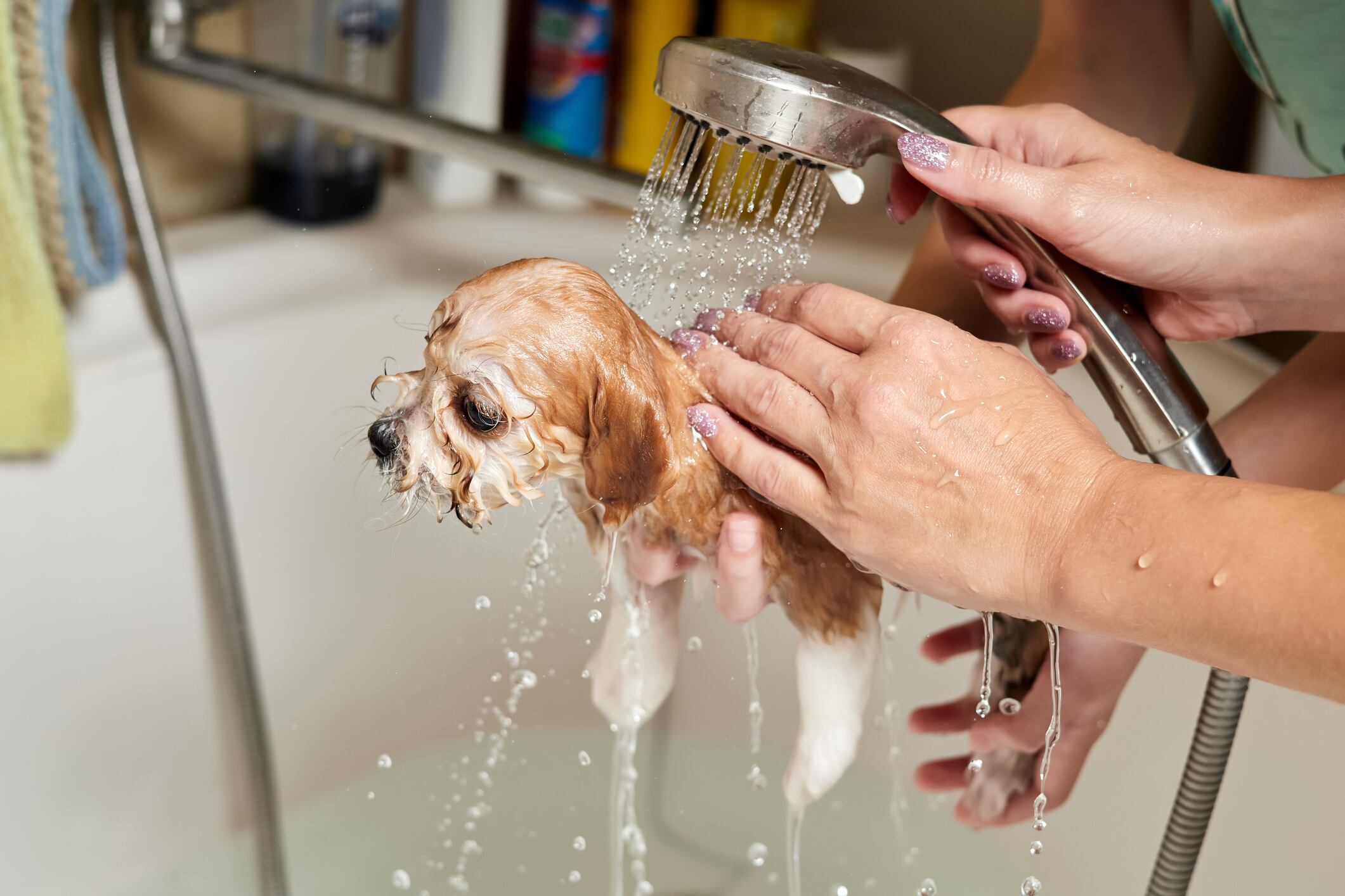 Cachorro siendo bañado por primera vez, imagen de referencia // Getty Images