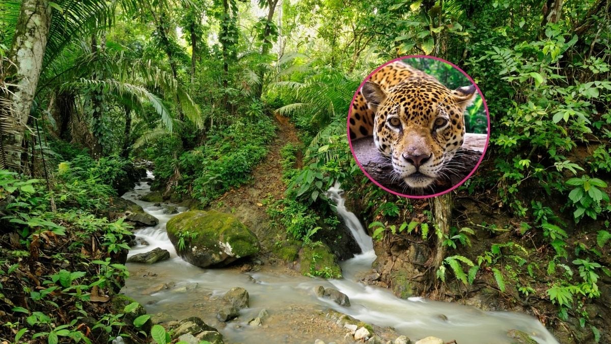 Esta zona es una de las más biodiversas del país / Getty Images