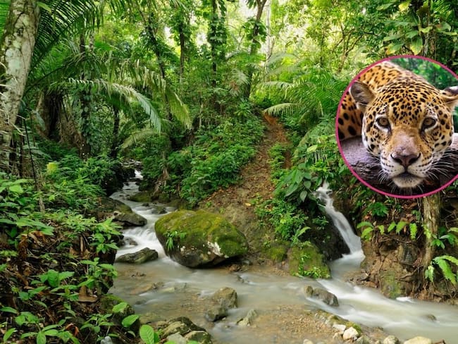 Esta zona es una de las más biodiversas del país / Getty Images