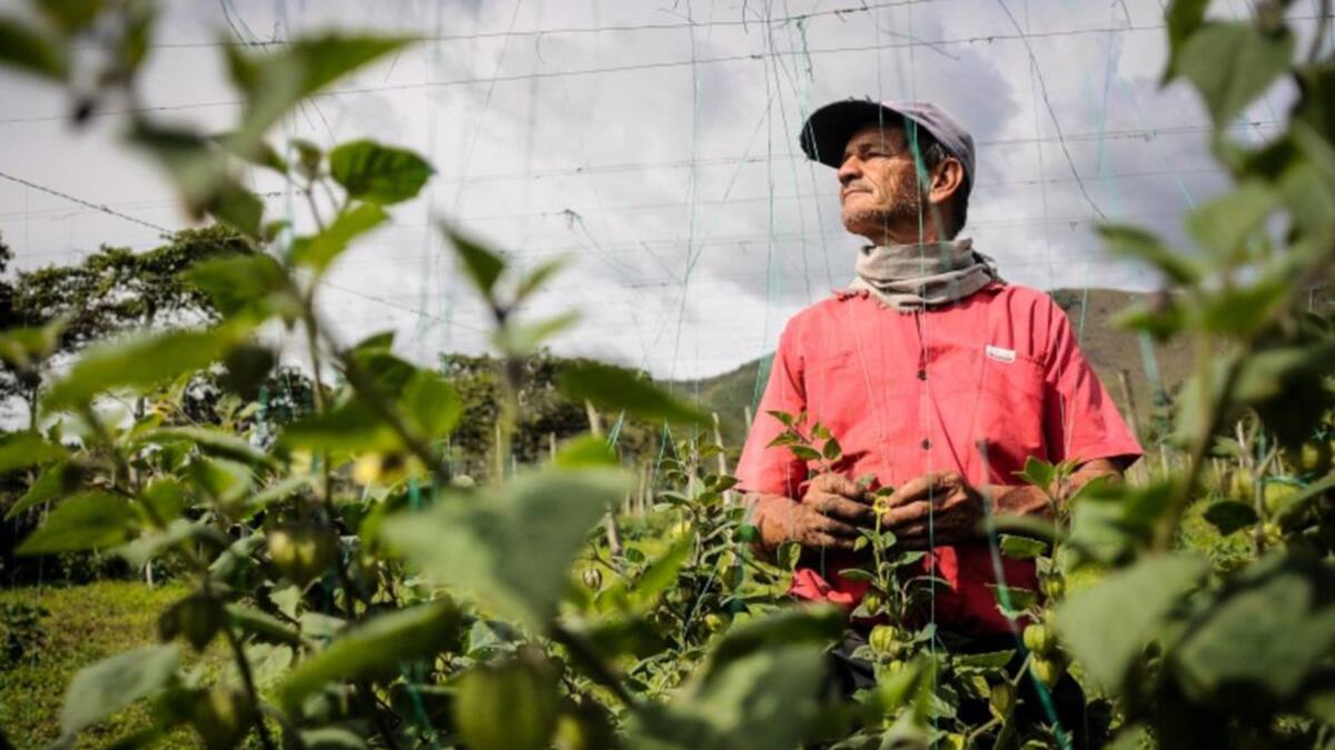 Con Brigadas Agrarias, el Magdalena le apuesta a una mejor competitividad