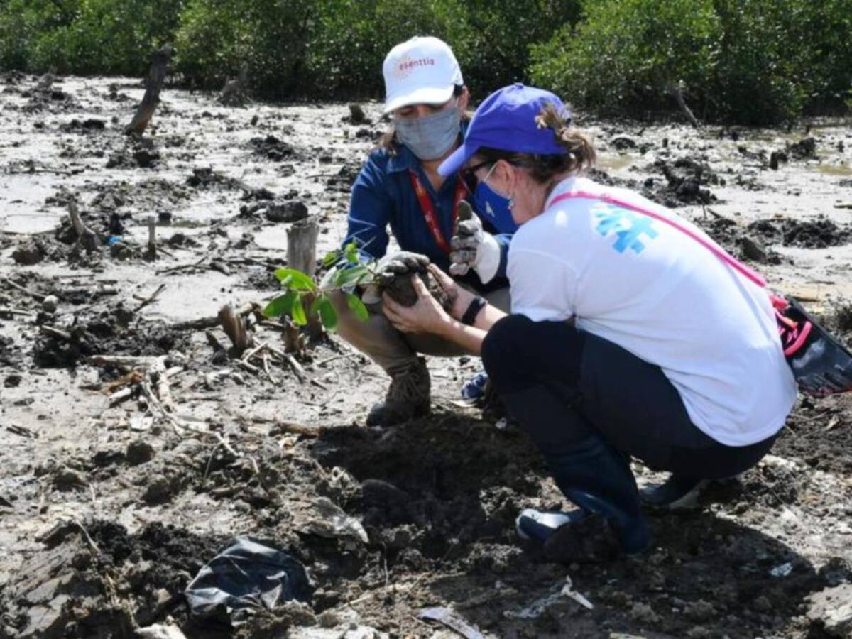 Ya son 2.000 mangles sembrados para recuperar la Ciénaga de la Virgen