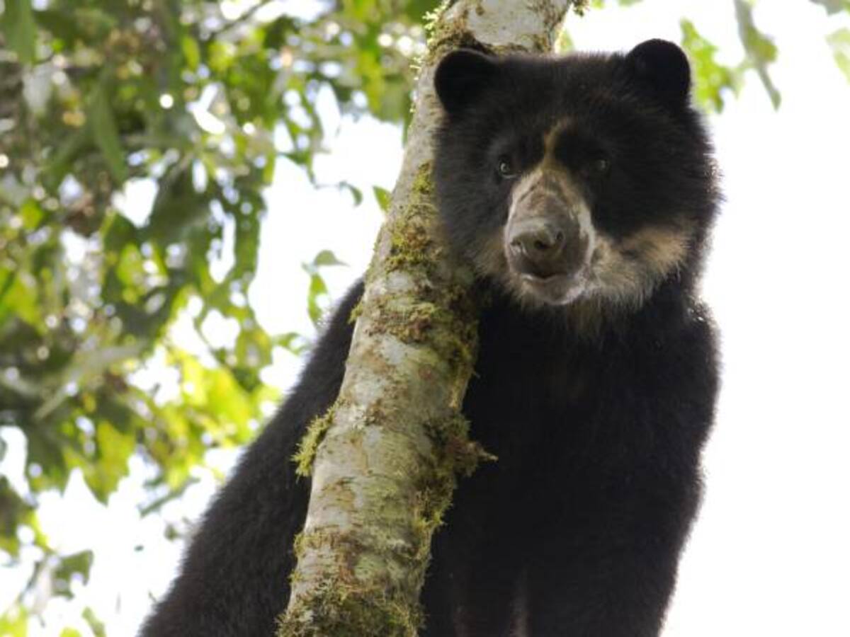 En Cundinamarca el 60% del hábitat del oso anteojos ha sido intervenida por el hombre