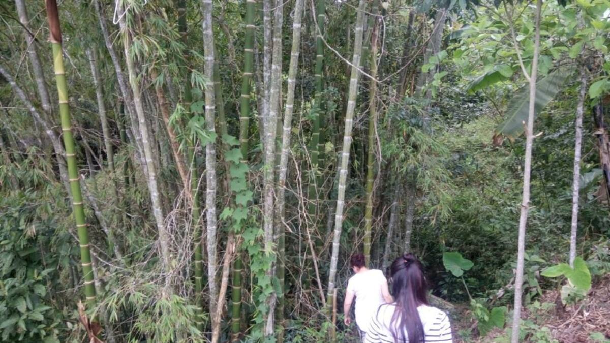 La guadua, el “acero vegetal”, es subutilizada en Colombia