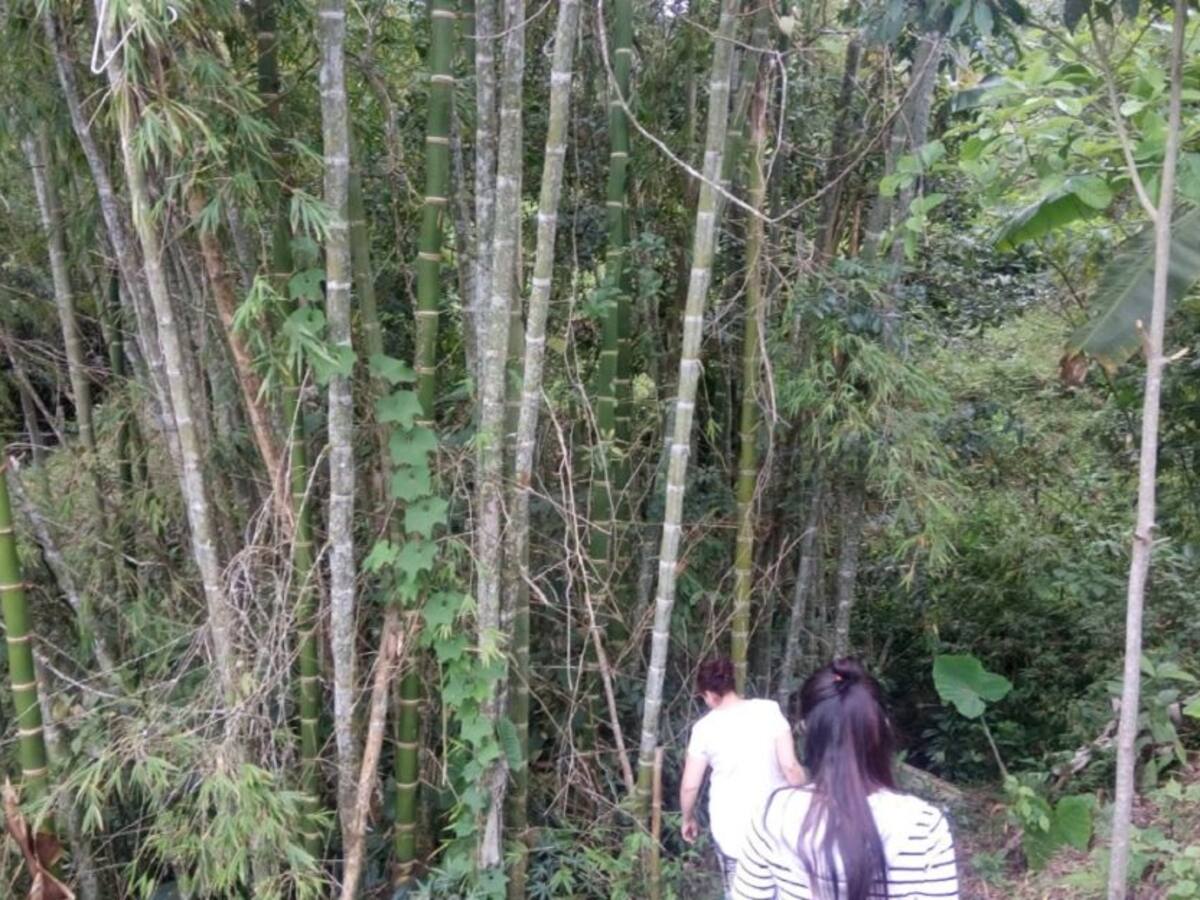 La guadua, el “acero vegetal”, es subutilizada en Colombia