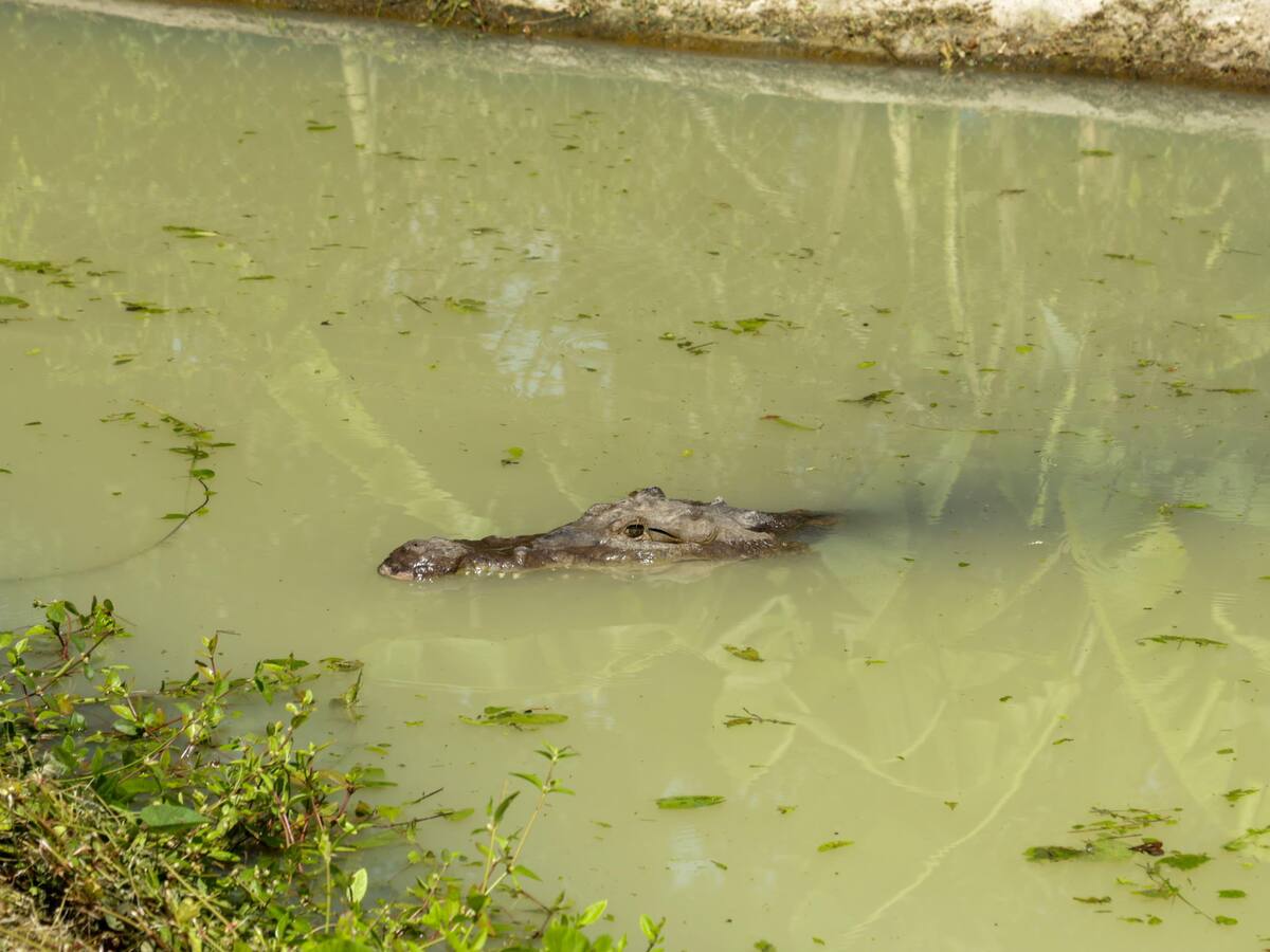La Ñata, el caimán aguja incautado durante la COP16, encuentra un nuevo hogar en Cartagena