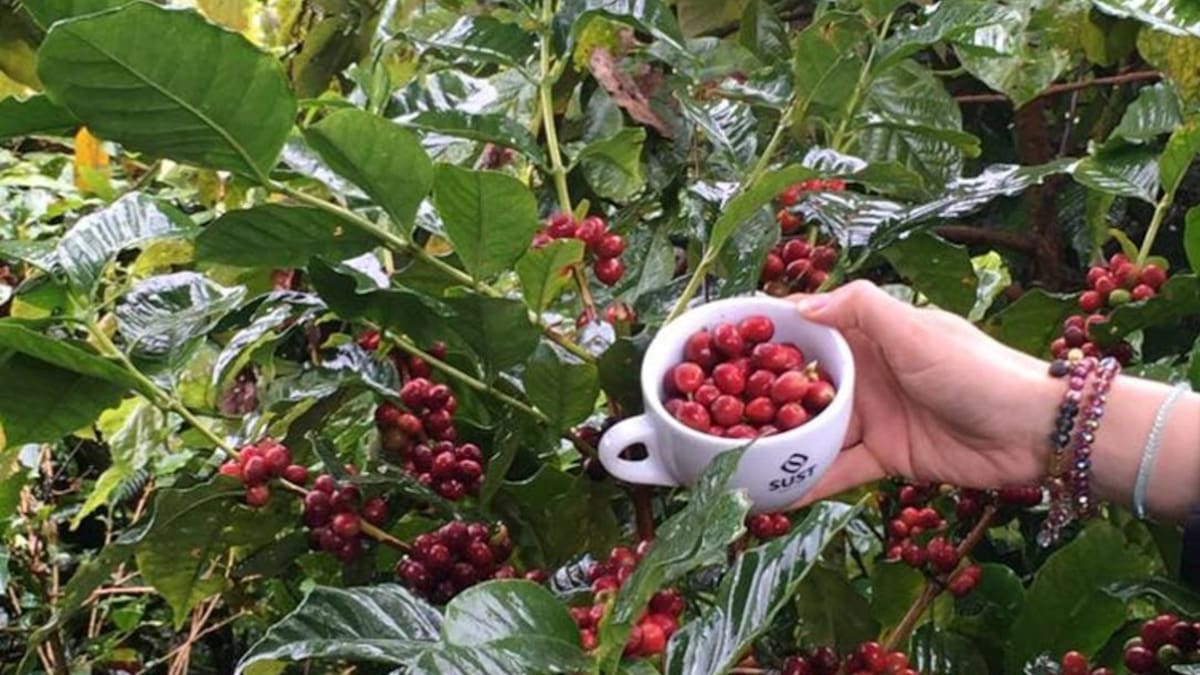 El Tolima entre los más grandes productores especiales de Colombia