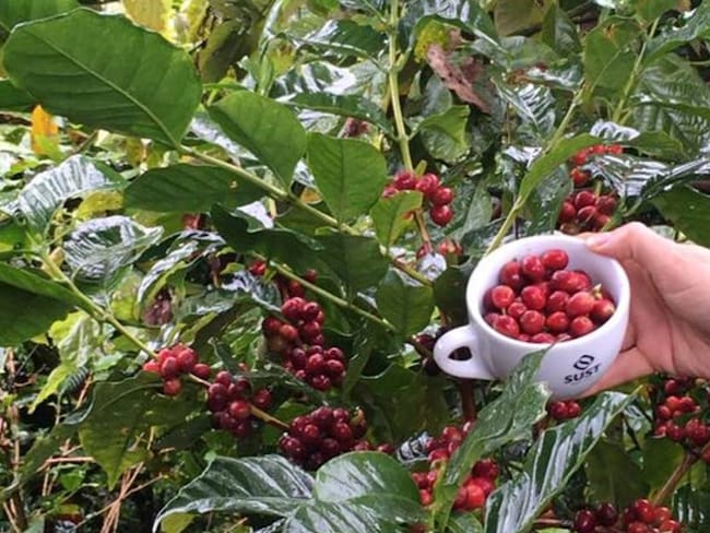 Cultivo de café en Planadas