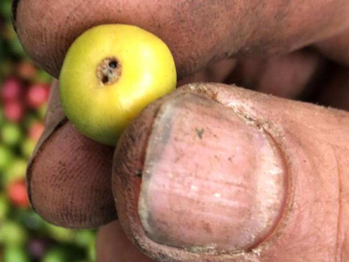 Invasión de broca amenaza cultivos de café de Antioquia