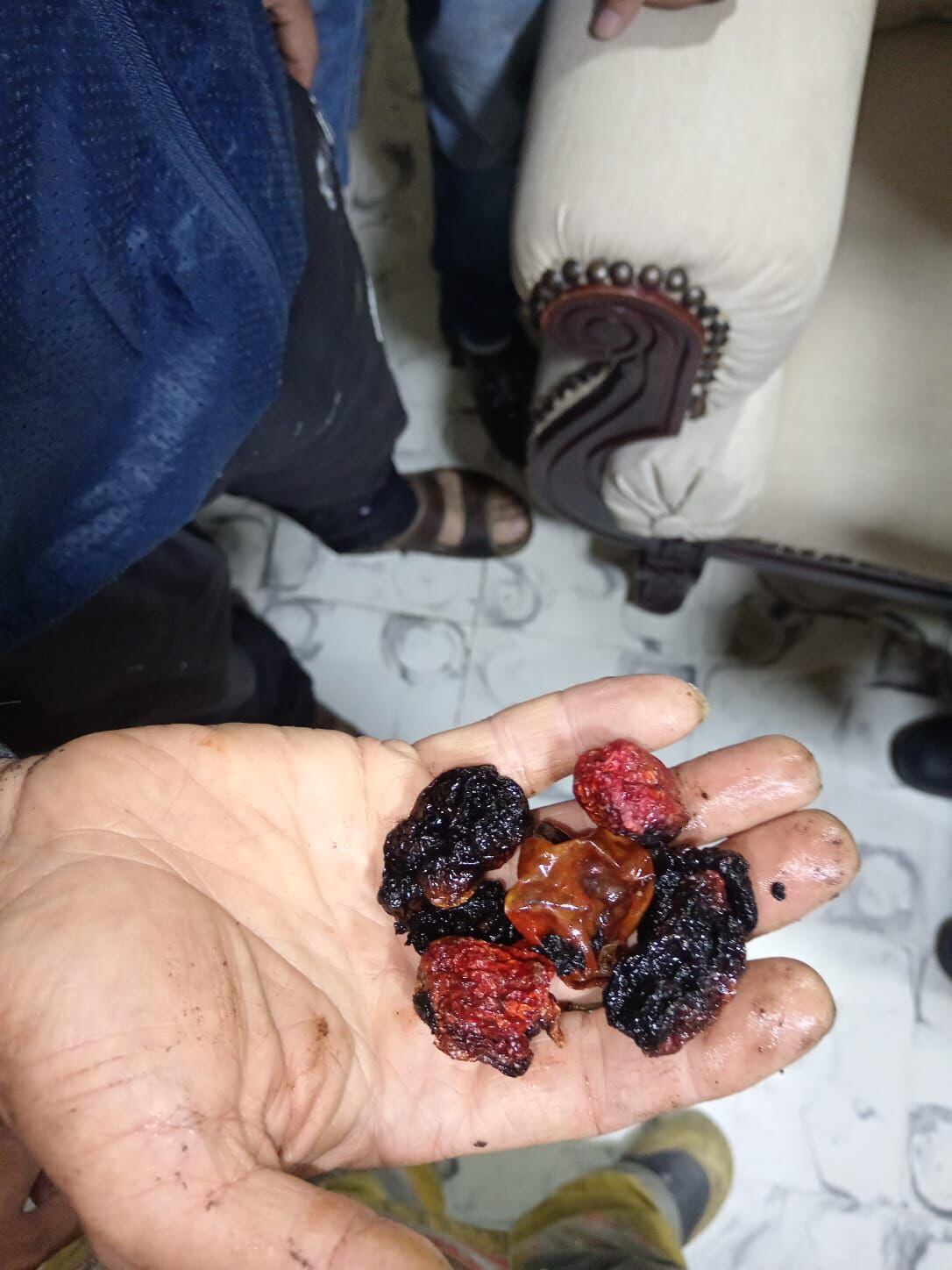 El pimiento carolina reaper está clasificado como uno de los más picantes en el mundo. Foto: Alcaldía de Rionegro.