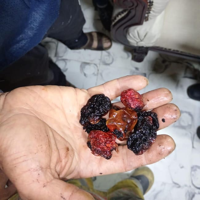El pimiento carolina reaper está clasificado como uno de los más picantes en el mundo. Foto: Alcaldía de Rionegro.