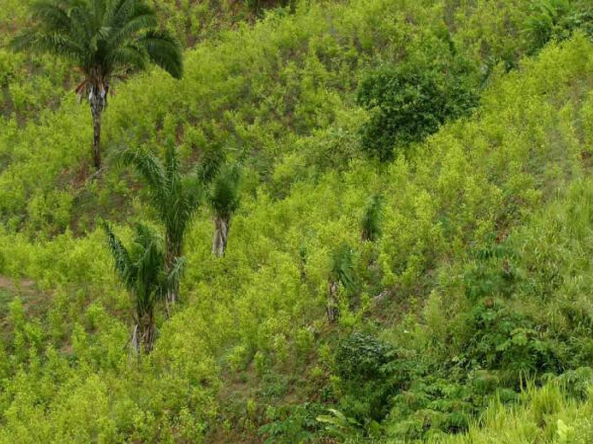 728 hectáreas de coca han sido fumigadas manualmente con glifosato en Colombia