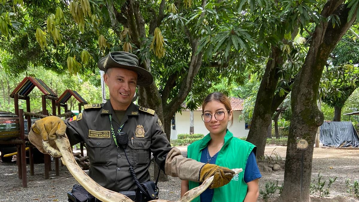Más de 14 especies silvestres (boas constrictor) fueron liberadas en Neiva