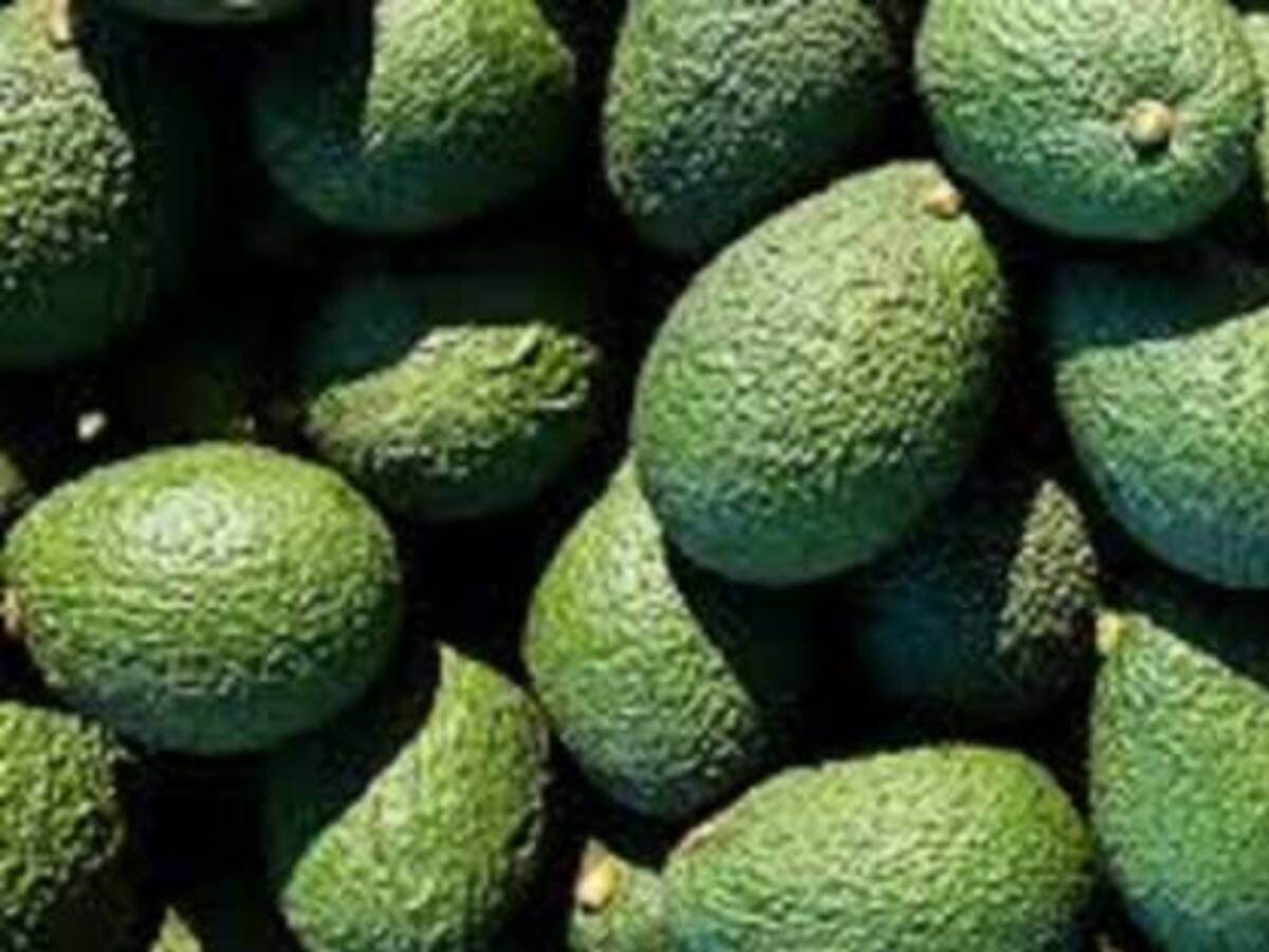 El aguacate hass, el producto estrella y de mayor exportación por el puerto de Buenaventura