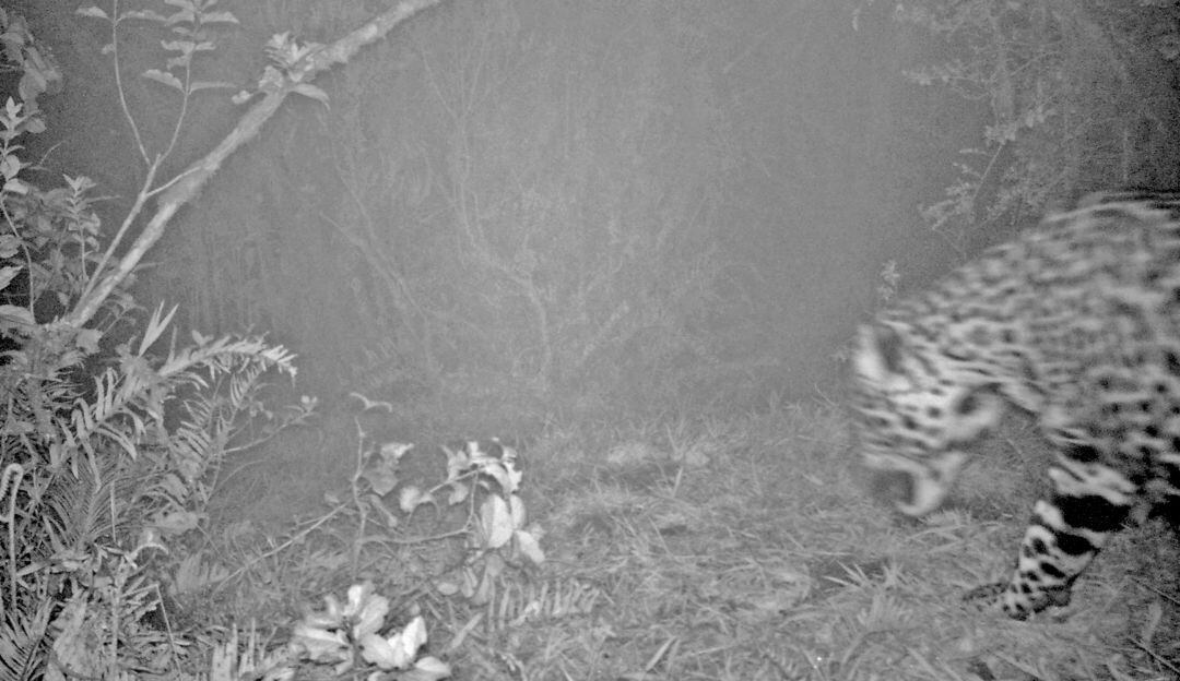 Un jaguar avistado mediante cámara de fototrampeo.