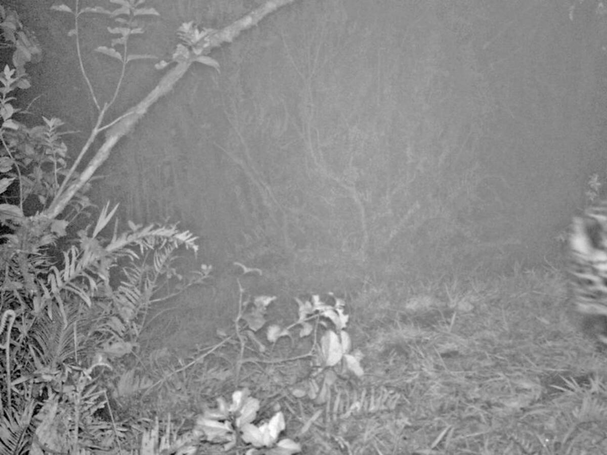 Con cámaras en los bosques descubren jaguares en Boyacá