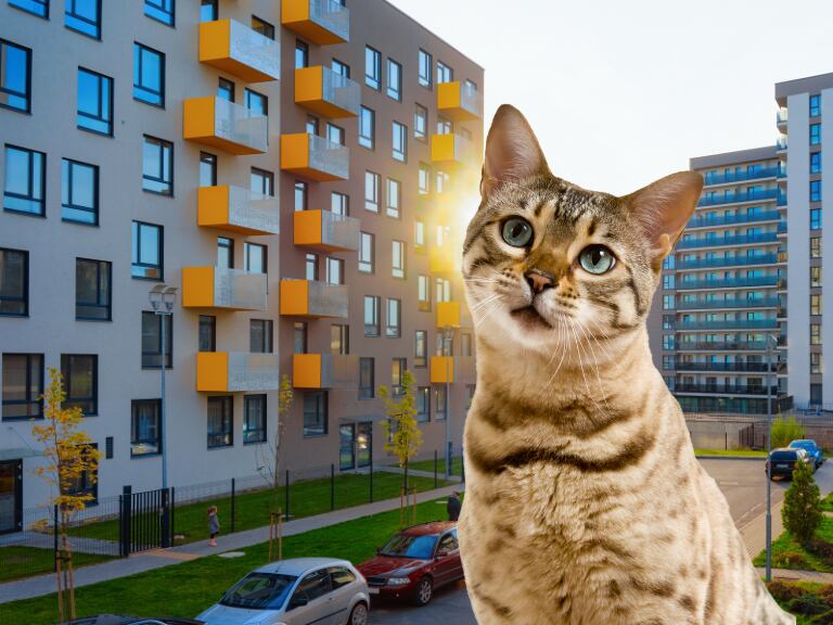 Multa para propietarios de gatos que no cumplan esta norma en conjuntos. Fotos tomadas de Canva