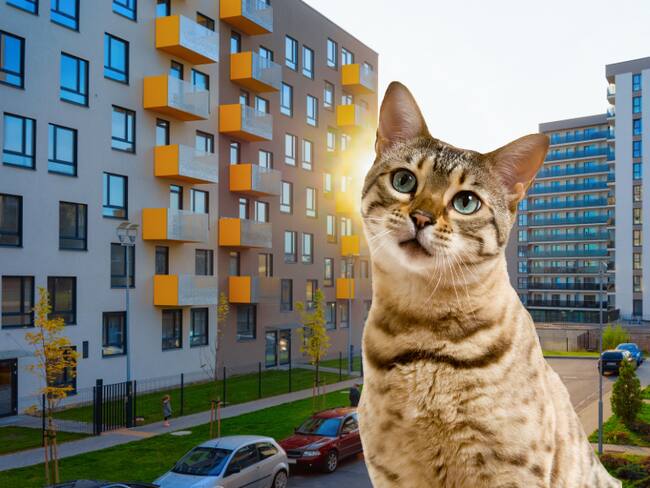 Multa para propietarios de gatos que no cumplan esta norma en conjuntos. Fotos tomadas de Canva