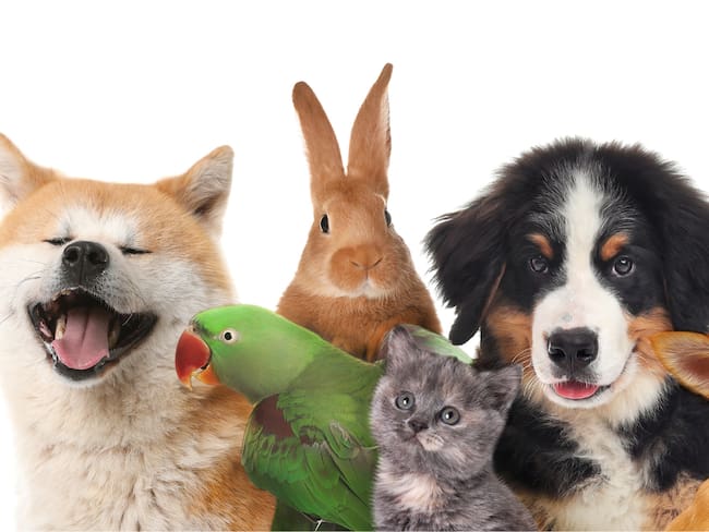 Animales de distintas especies, perros, gato, loro y conejo (Foto vía Getty Images)