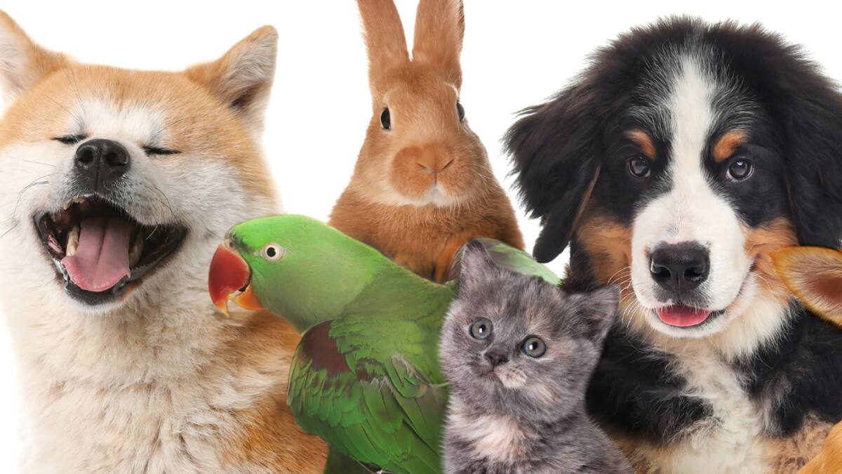 ¿Los ha tenido? 5 animales que no debe tener como mascota según veterinario