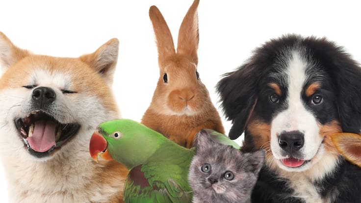Animales de distintas especies, perros, gato, loro y conejo (Foto vía Getty Images)