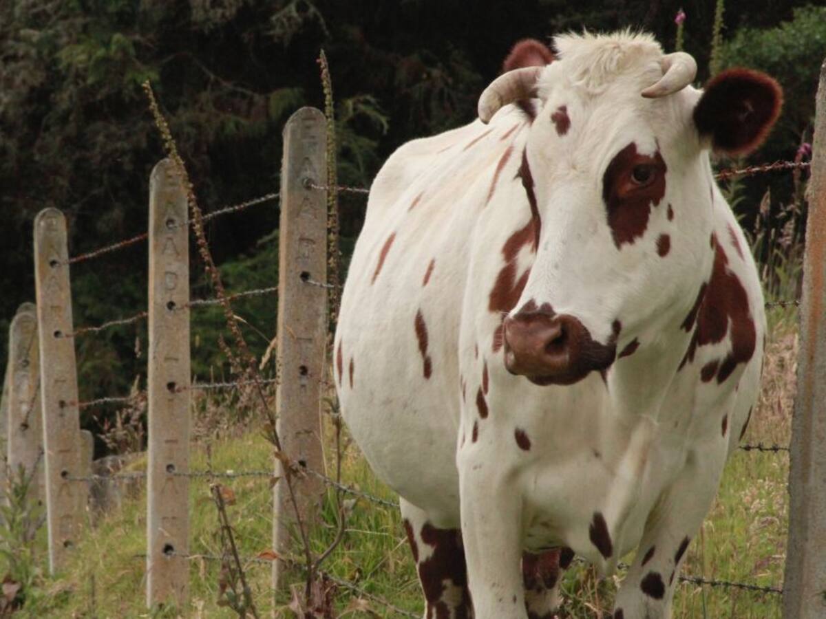 Destinan recursos para mejorar la ganadería en Caquetá