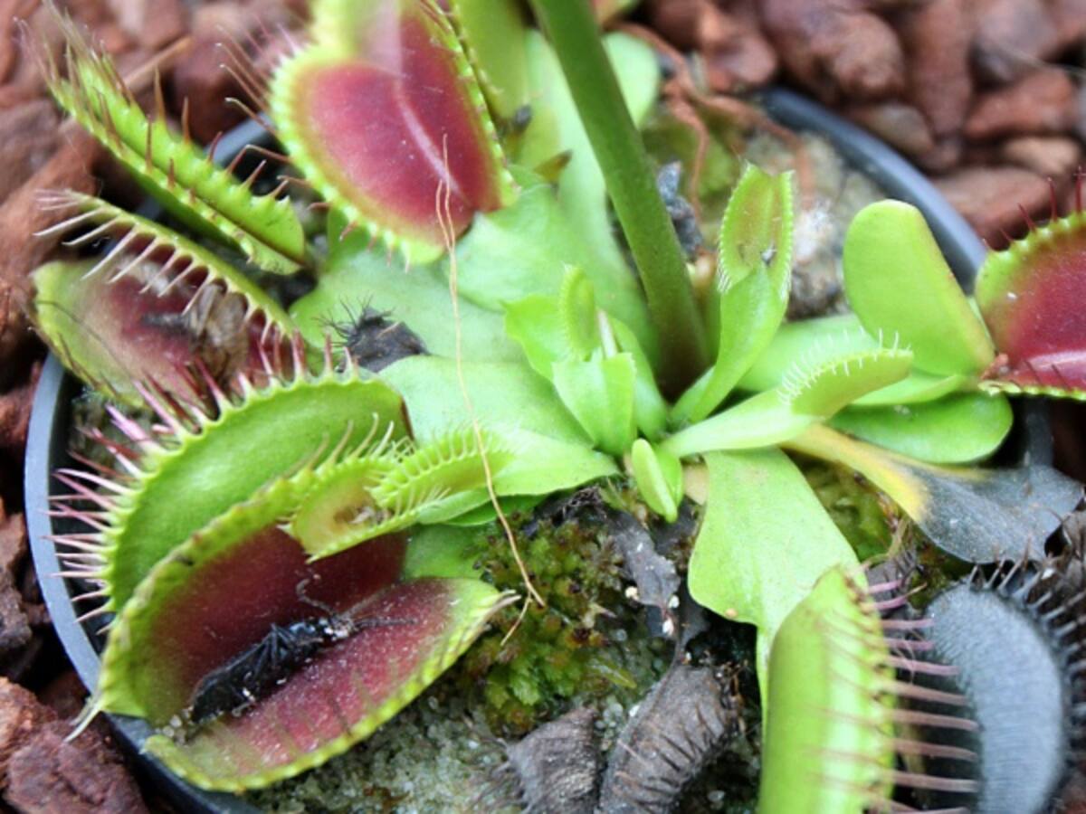 Al menos 300 plantas carnívoras colmarán el Jardín Botánico de Bogotá