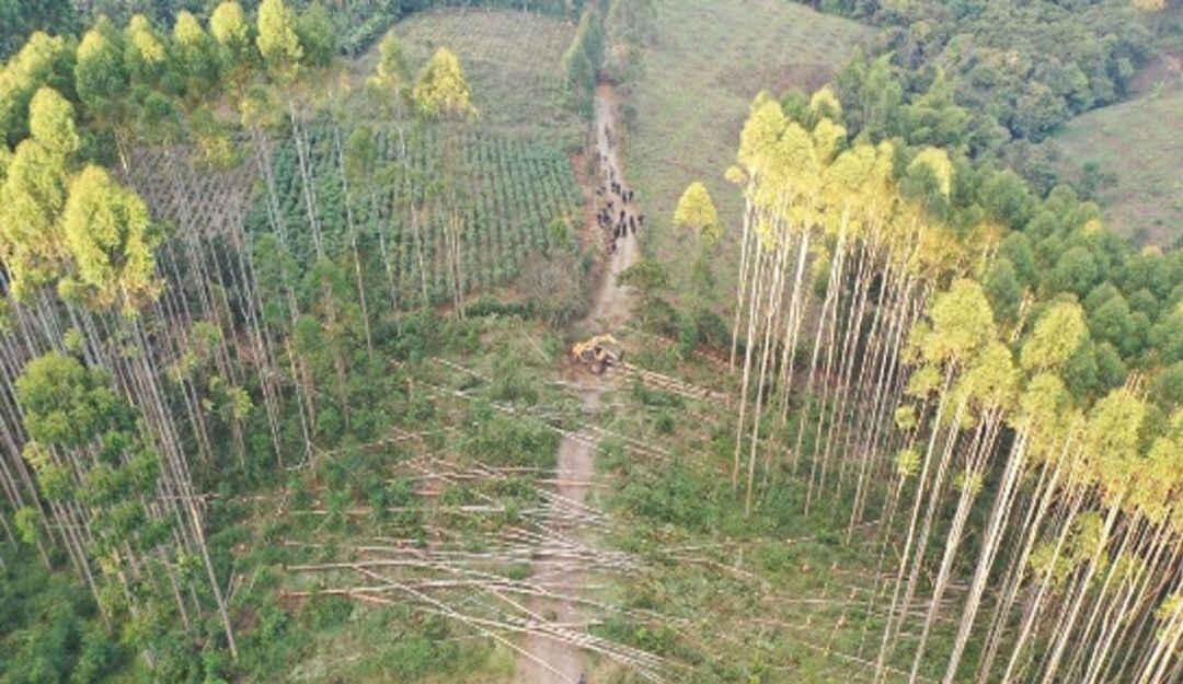 10 fincas forestales han sido invadidas de manera violenta 