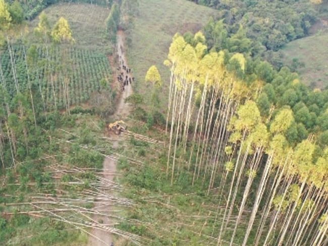 10 fincas forestales han sido invadidas de manera violenta 