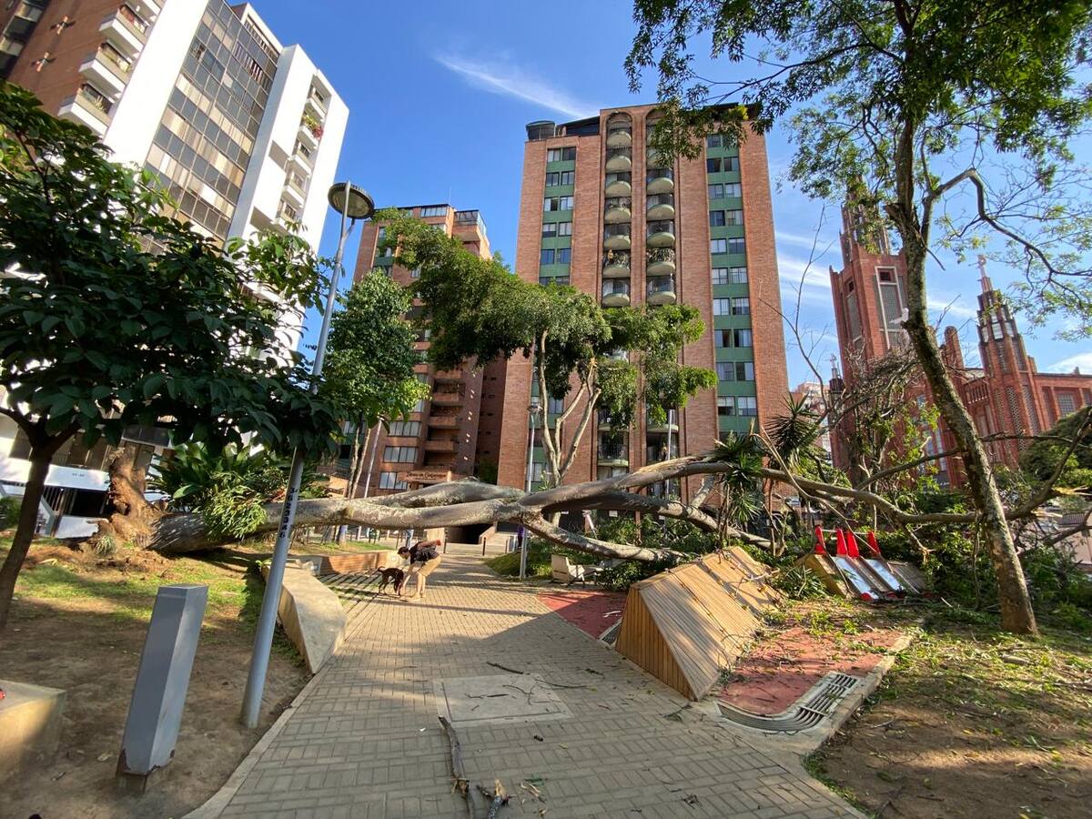 Árbol de 40 metros cayó en un parque de Bucaramanga