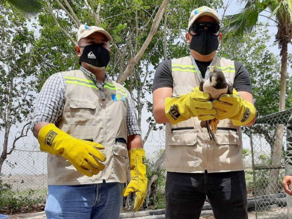 En Cartagena, 302 especies han sido devueltas a su hábitat natural