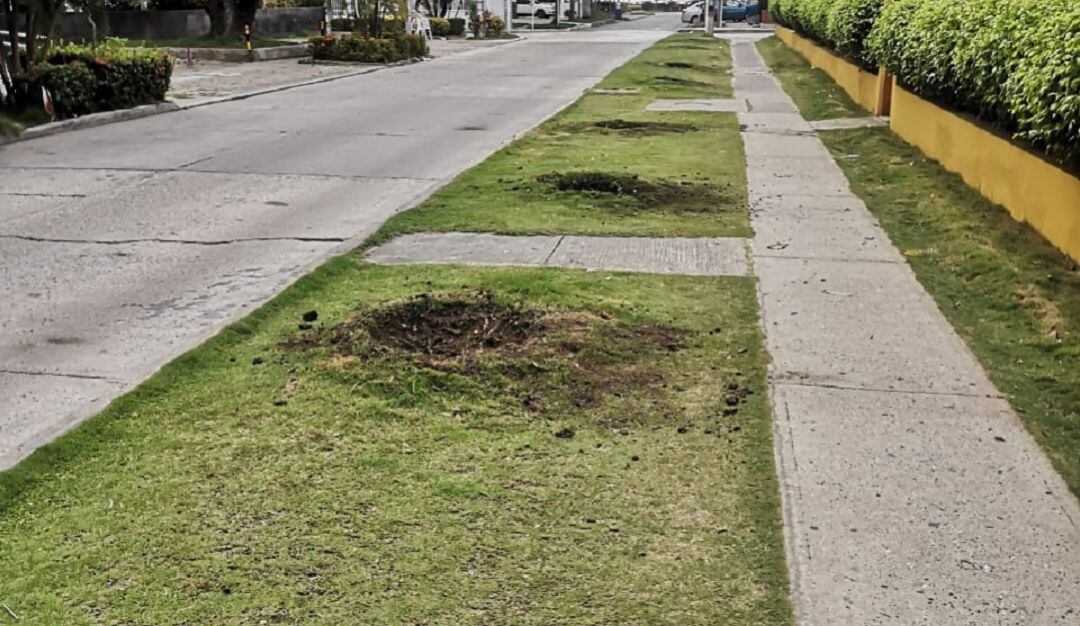 La fundación Verde que te quiero Verde manifestó que se vulneraron varios requisitos técnicos y estacionarios en el traslado de los árboles de mango