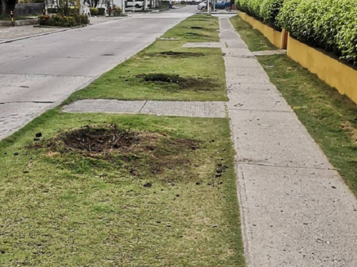 Polémica por traslado de árboles en el sector turístico de Cartagena