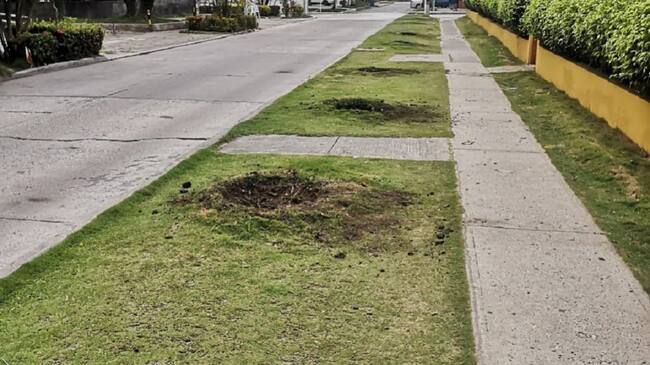 La fundación Verde que te quiero Verde manifestó que se vulneraron varios requisitos técnicos y estacionarios en el traslado de los árboles de mango