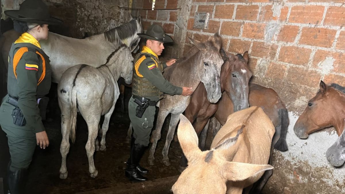 En Copacabana hallaron un matadero de caballos clandestino