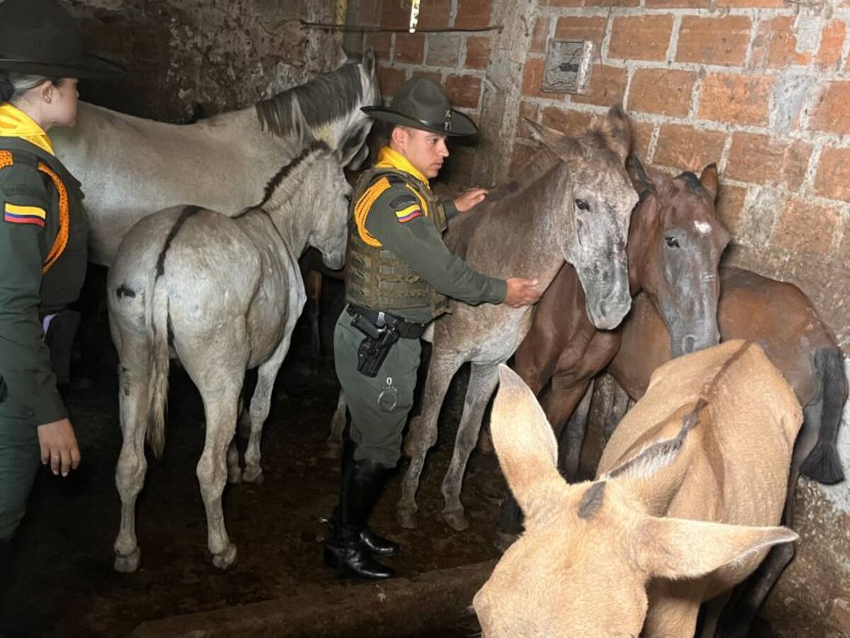 En Copacabana hallaron un matadero de caballos clandestino