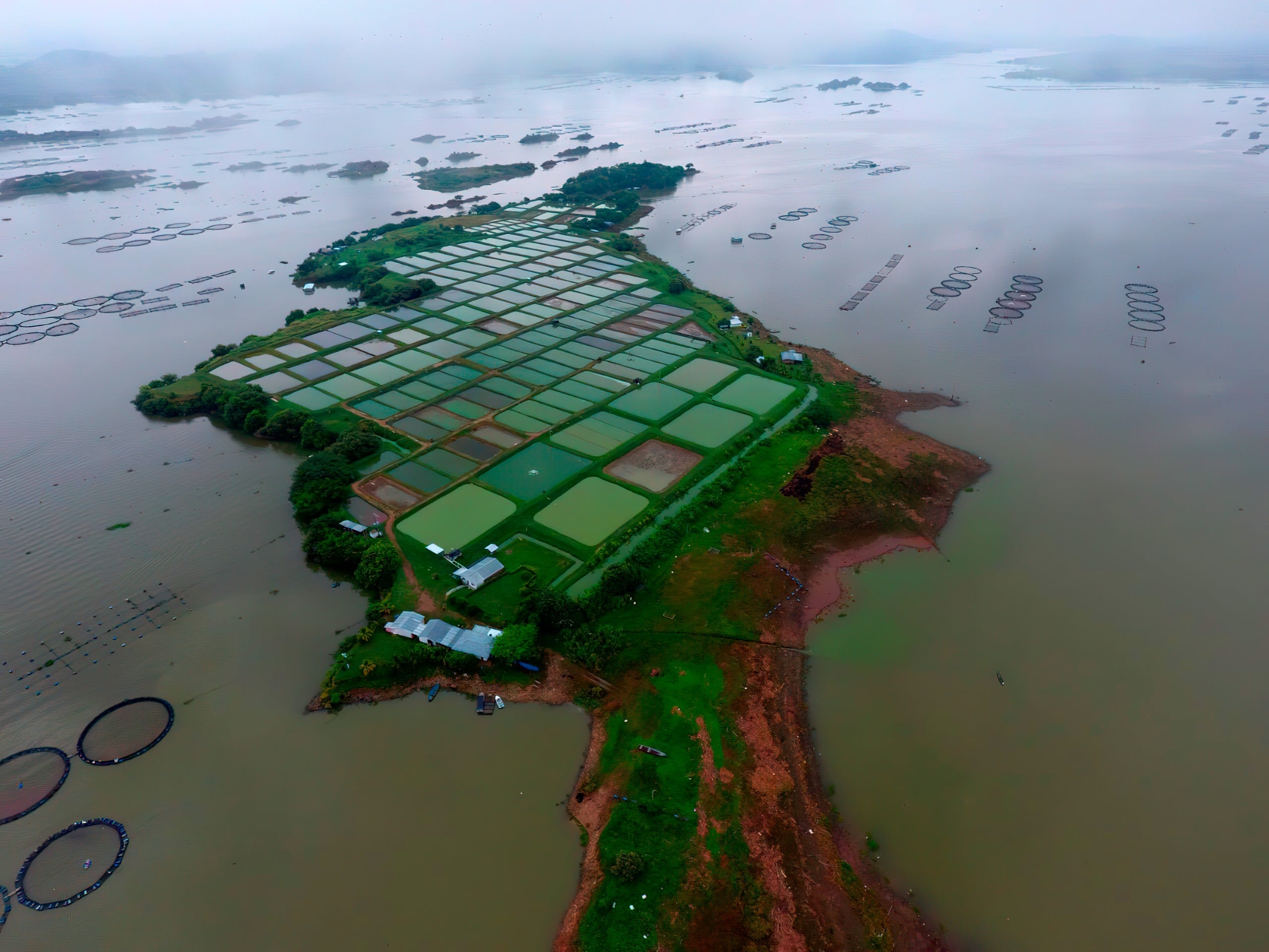 Gran parte de la tilapia que Colombia exporta proviene del territorio huilense. Foto Relacionada