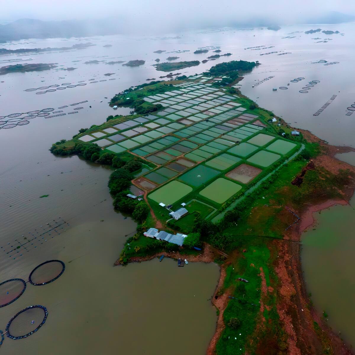 Huila sigue liderando la producción de pescado en Colombia