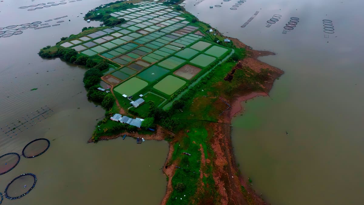 Huila sigue liderando la producción de pescado en Colombia