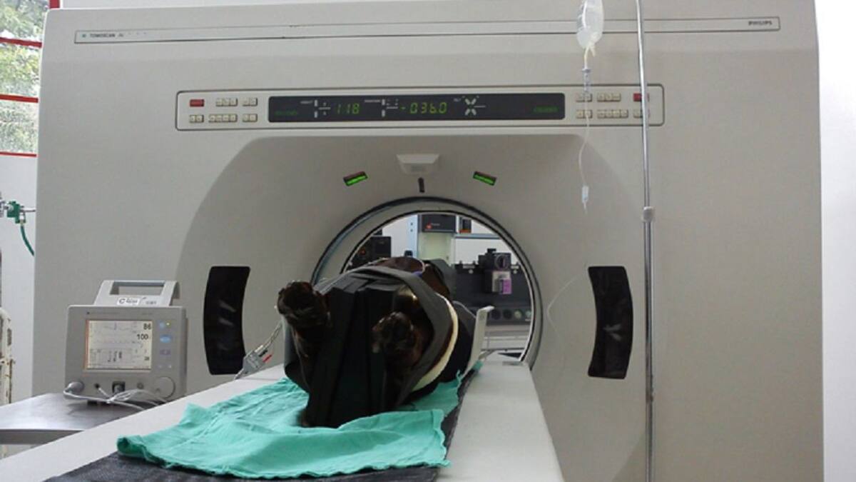 Cuidado con el cáncer en los animales, es habitual y poco nos damos cuenta