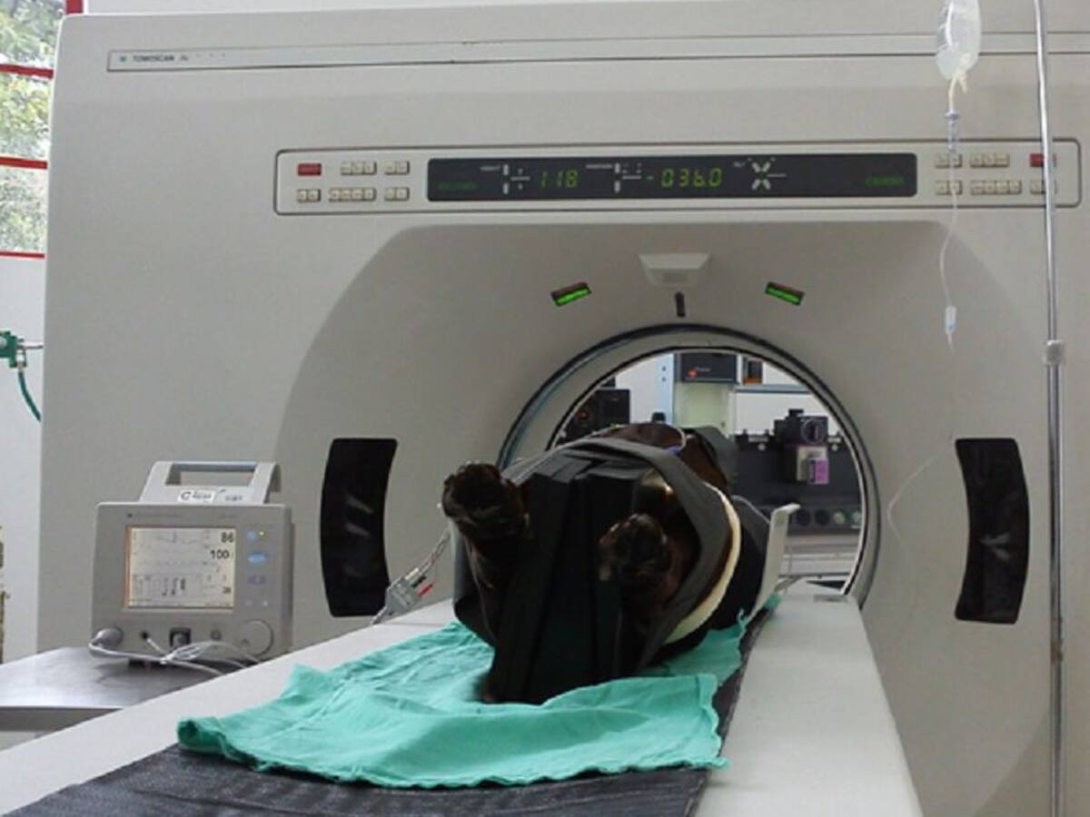 Cuidado con el cáncer en los animales, es habitual y poco nos damos cuenta