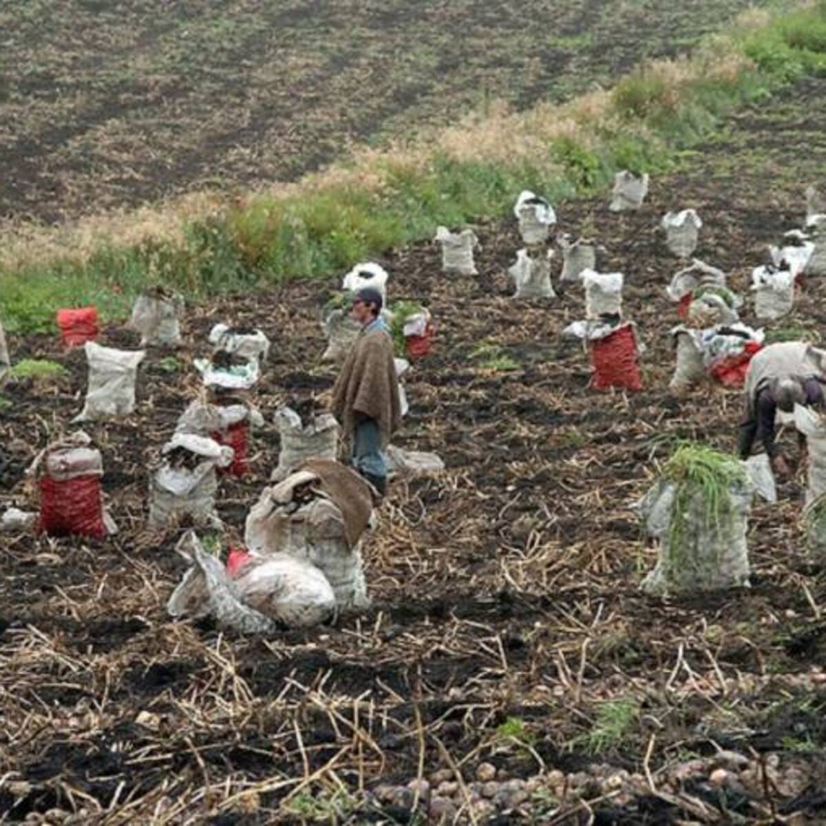 Minagricultura reveló que en Colombia sólo se aprovecha el 30% de la tierra disponible para sembrar