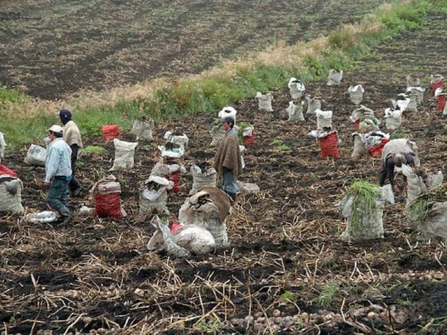 Minagricultura reveló que en Colombia sólo se aprovecha el 30% de la tierra disponible para sembrar