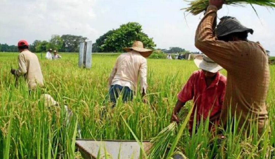 Arroceros denuncian amenazas 