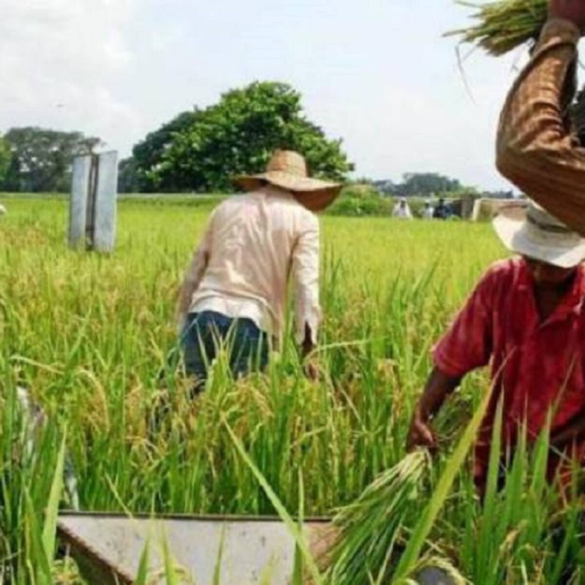 Arroceros en Cúcuta denuncian aumento de extorsiones