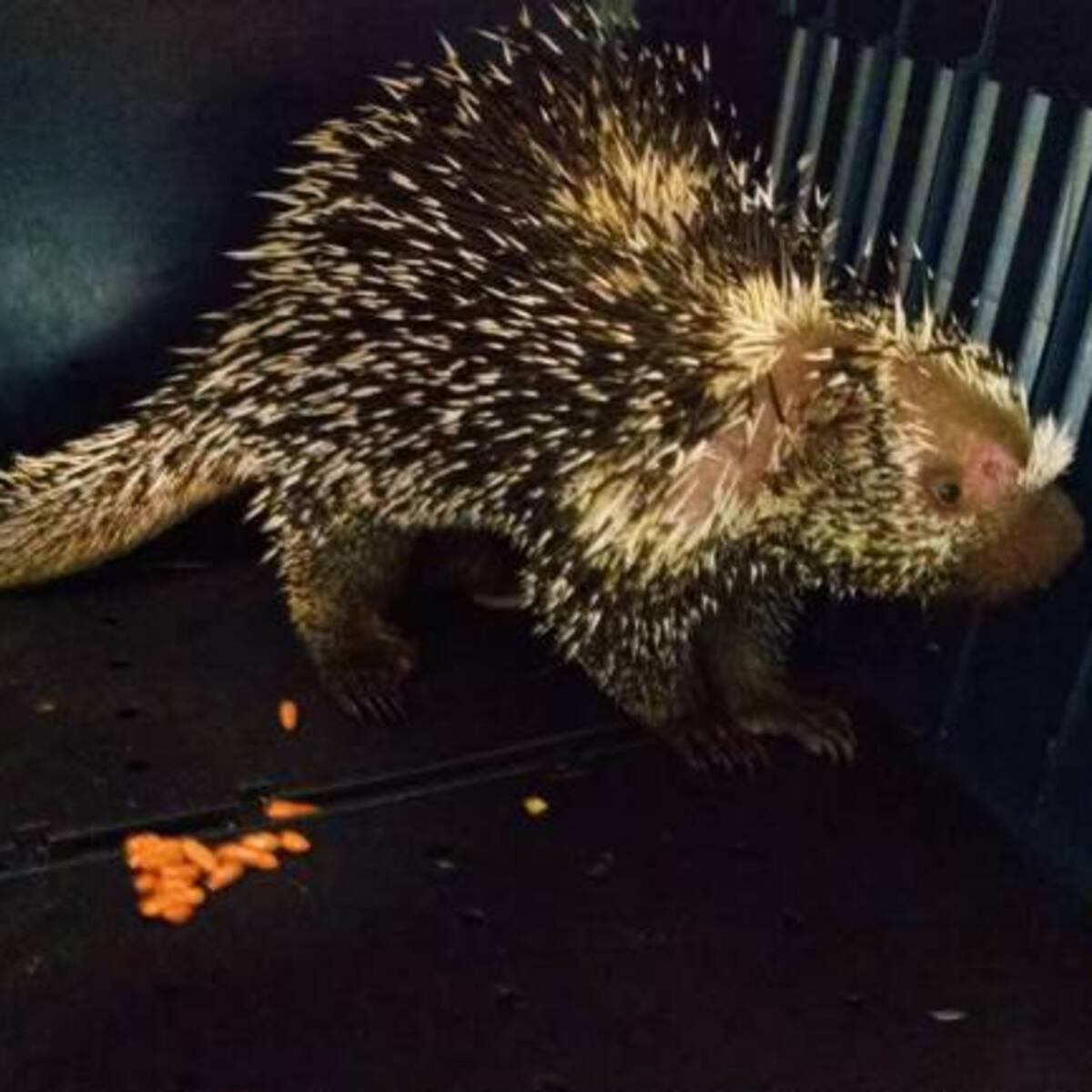 Tres especies de fauna regresarán a su hábitat natural en Boyacá