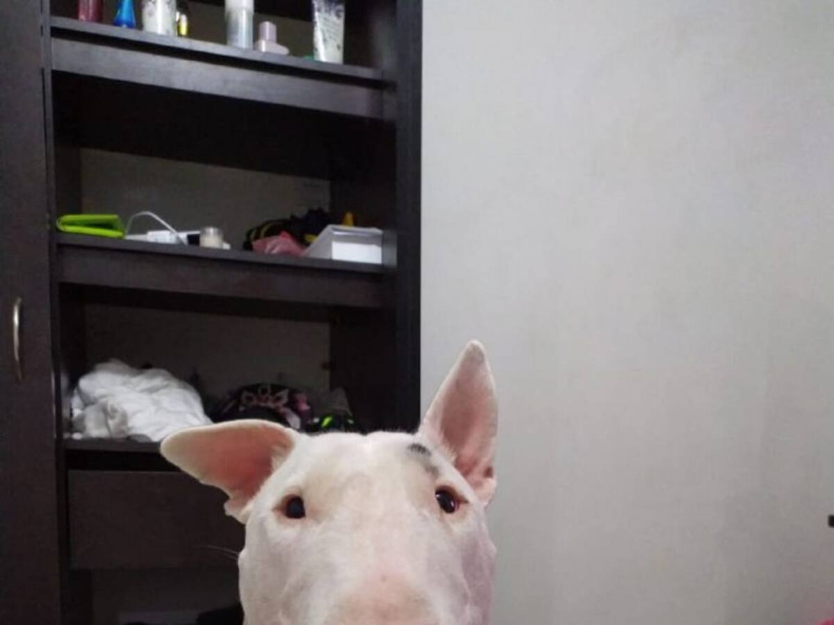 Imputan cargos a hombre que provocó heridas graves a un perro en Medellín