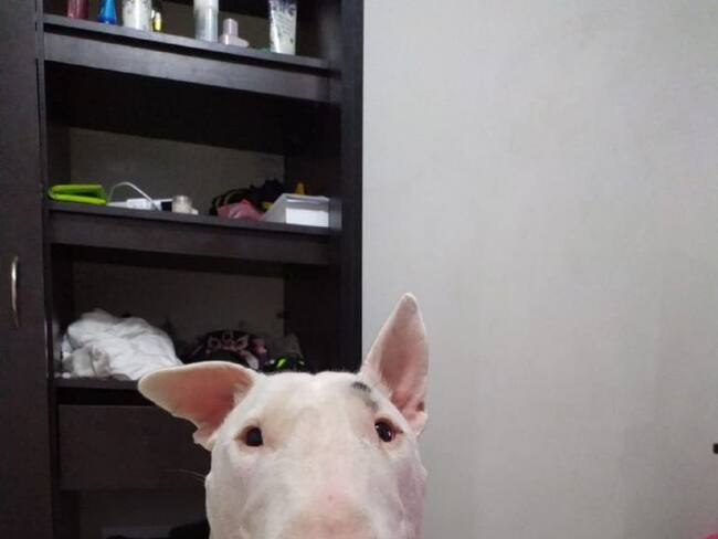 Imputan cargos a hombre que provocó heridas graves a un perro en Medellín