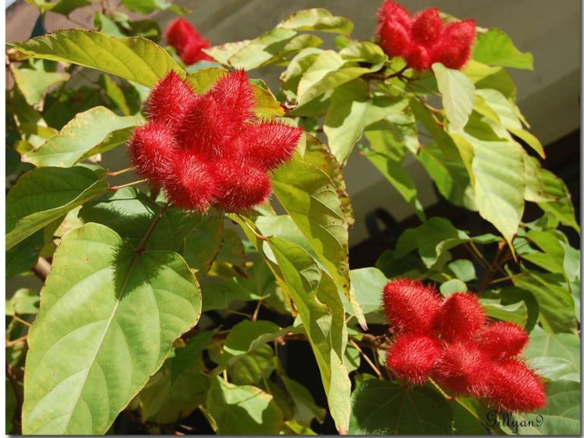 Cómo liberarse de los apegos a través de la terapia floral