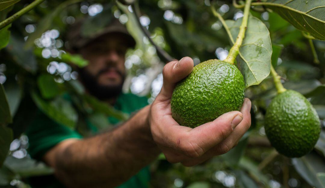Cultivo de aguacate hass